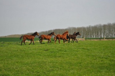 page-img0510.jpg